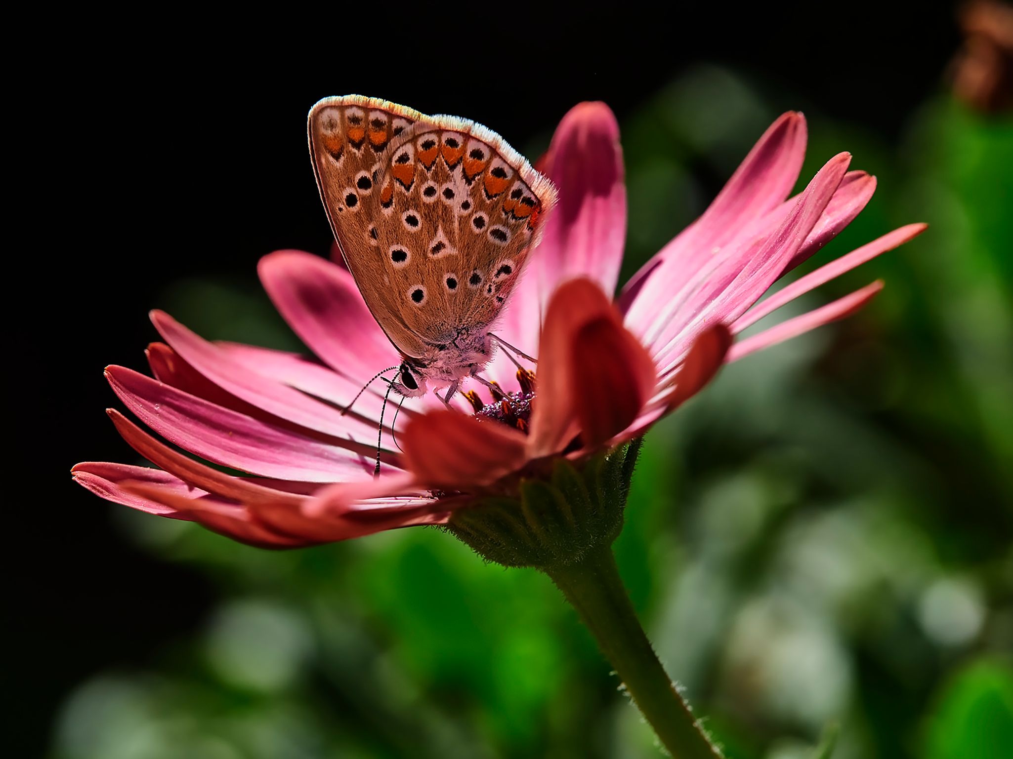 Mariposa en Flor